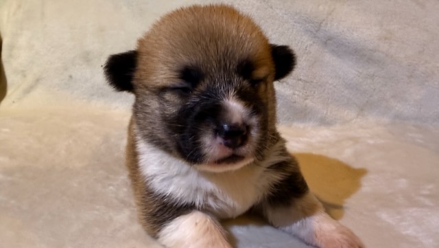Ares